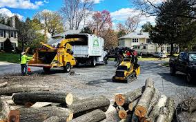 How Our Tree Care Process Works  in  Snow Hill, MD