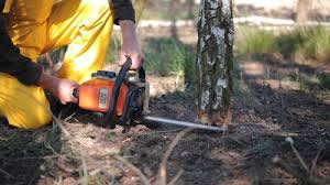 Professional Tree Care Services in Snow Hill, MD