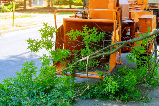 Best Storm Damage Tree Cleanup  in Snow Hill, MD