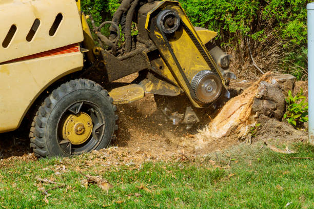 Best Arborist Consultation Services  in Snow Hill, MD