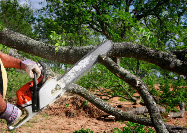 Best Lot and Land Clearing  in Snow Hill, MD